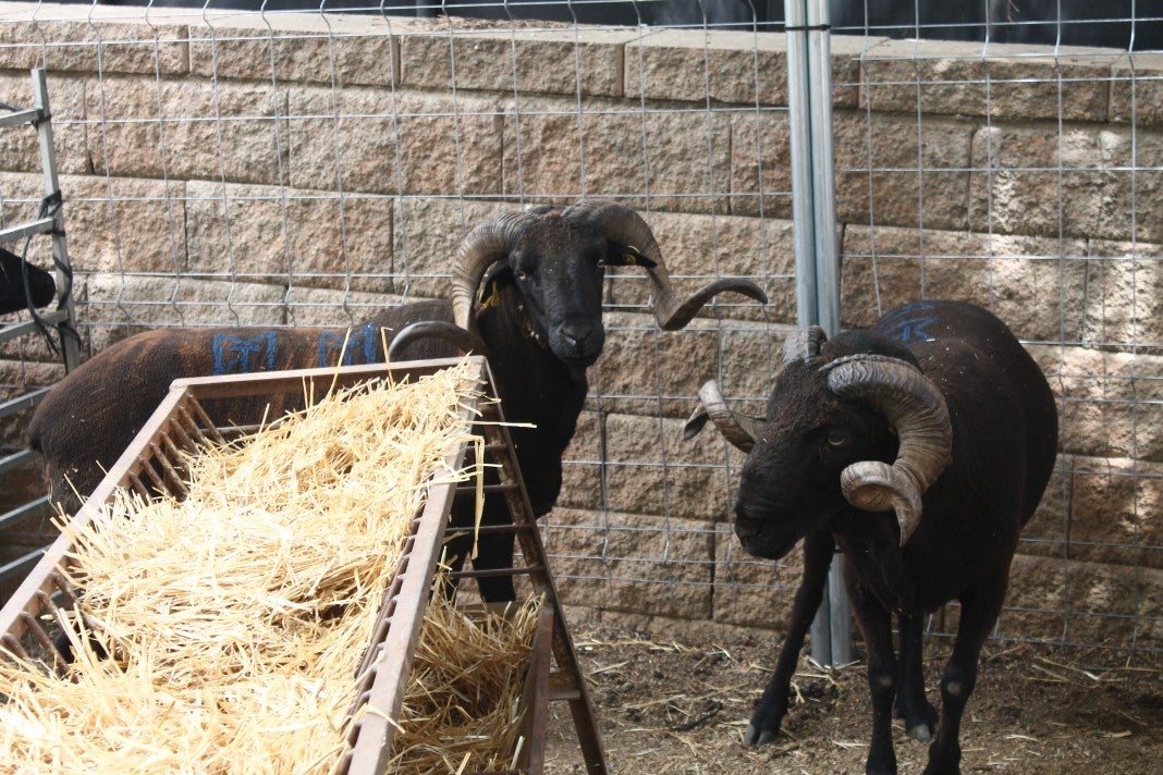 Fotos: XI Vive la Trashumancia y III Feria del Queso Artesano (III)