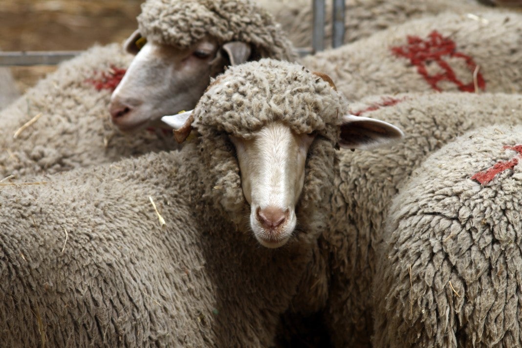 Fotos: XI Vive la Trashumancia y III Feria del Queso Artesano (III)