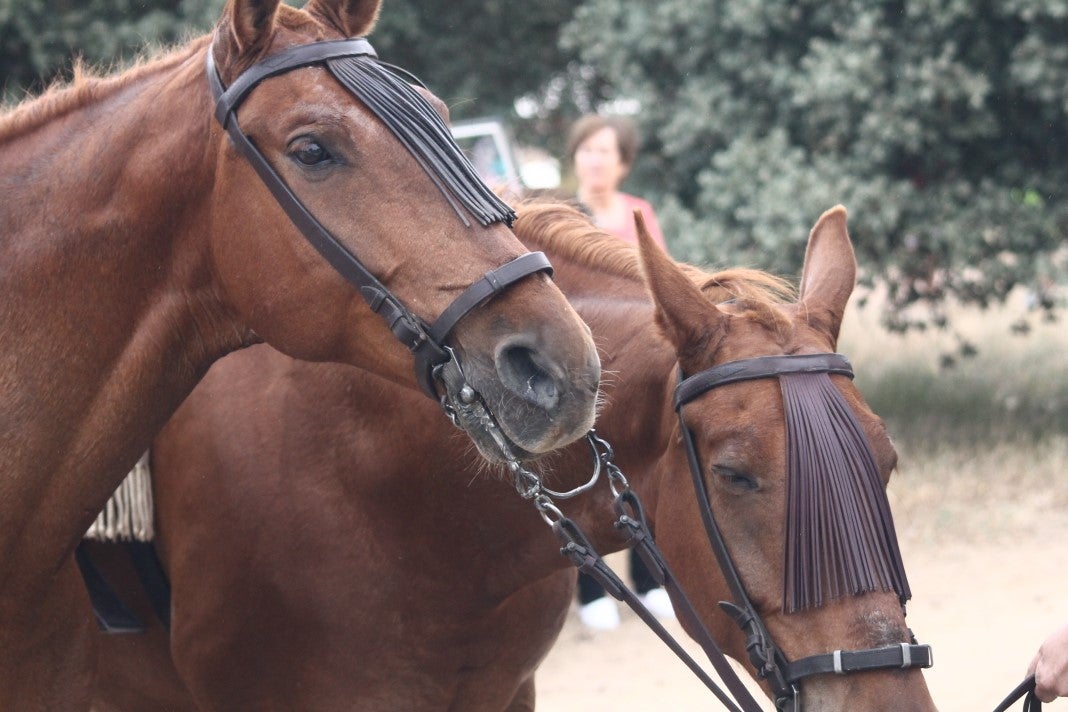 Fotos: XI 'Vive la Trashumancia' y III 'Feria del Queso Artesano' (IV)