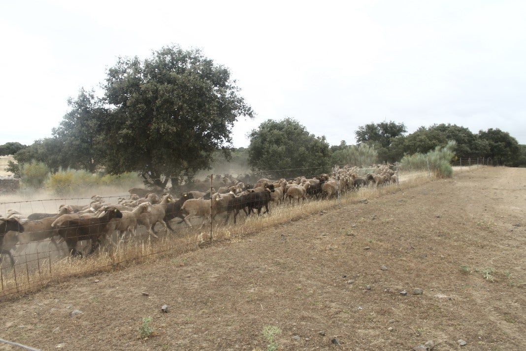 Fotos: XI 'Vive la Trashumancia' y III 'Feria del Queso Artesano' (IV)