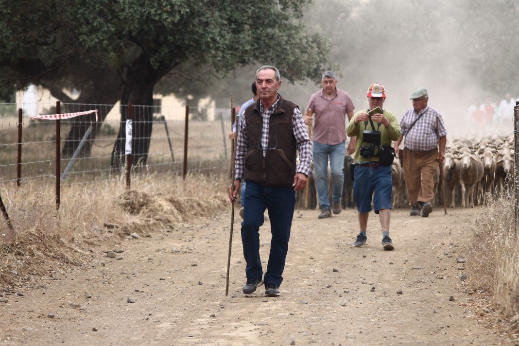 Fotos: XI 'Vive la Trashumancia' y III 'Feria del Queso Artesano' (IV)