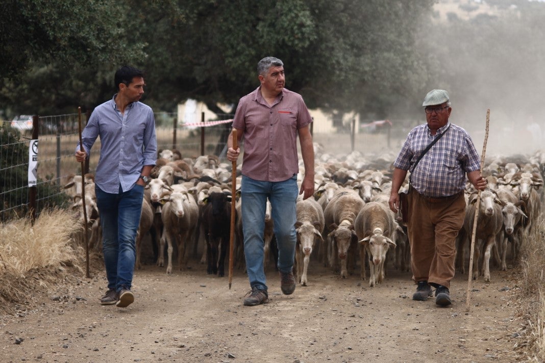 Fotos: XI 'Vive la Trashumancia' y III 'Feria del Queso Artesano' (IV)