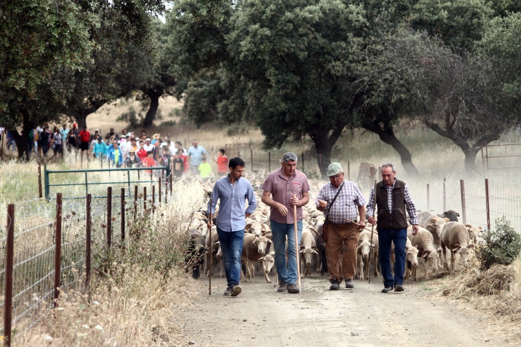Fotos: XI 'Vive la Trashumancia' y III 'Feria del Queso Artesano' (IV)