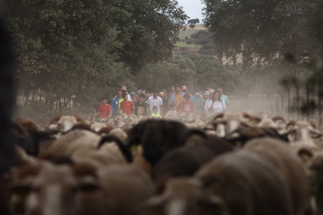 Fotos: XI 'Vive la Trashumancia' y III 'Feria del Queso Artesano' (IV)