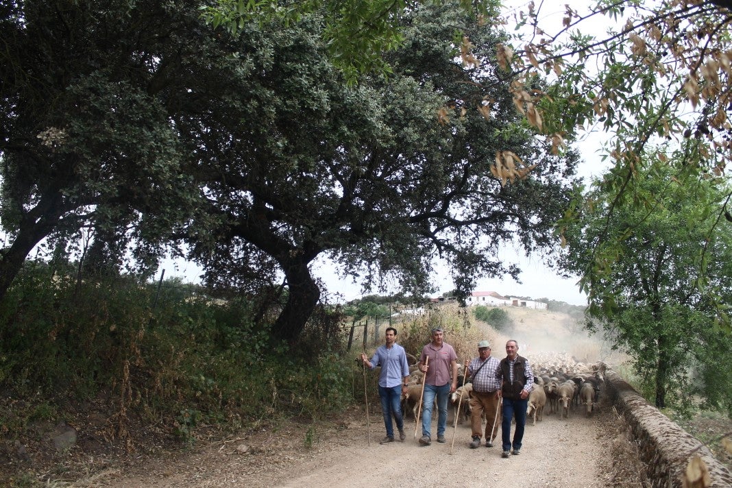 Fotos: XI 'Vive la Trashumancia' y III 'Feria del Queso Artesano' (IV)