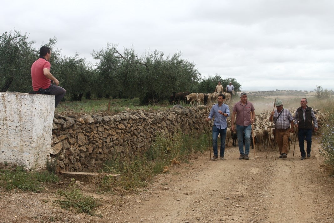 Fotos: XI 'Vive la Trashumancia' y III 'Feria del Queso Artesano' (IV)