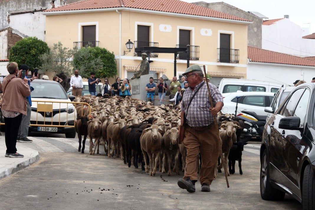 Fotos: XI 'Vive la Trashumancia' y III 'Feria del Queso Artesano' (IV)