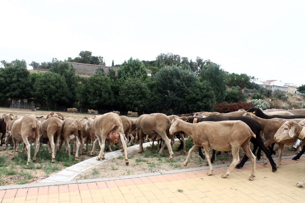 Fotos: XI 'Vive la Trashumancia' y III 'Feria del Queso Artesano' (V)