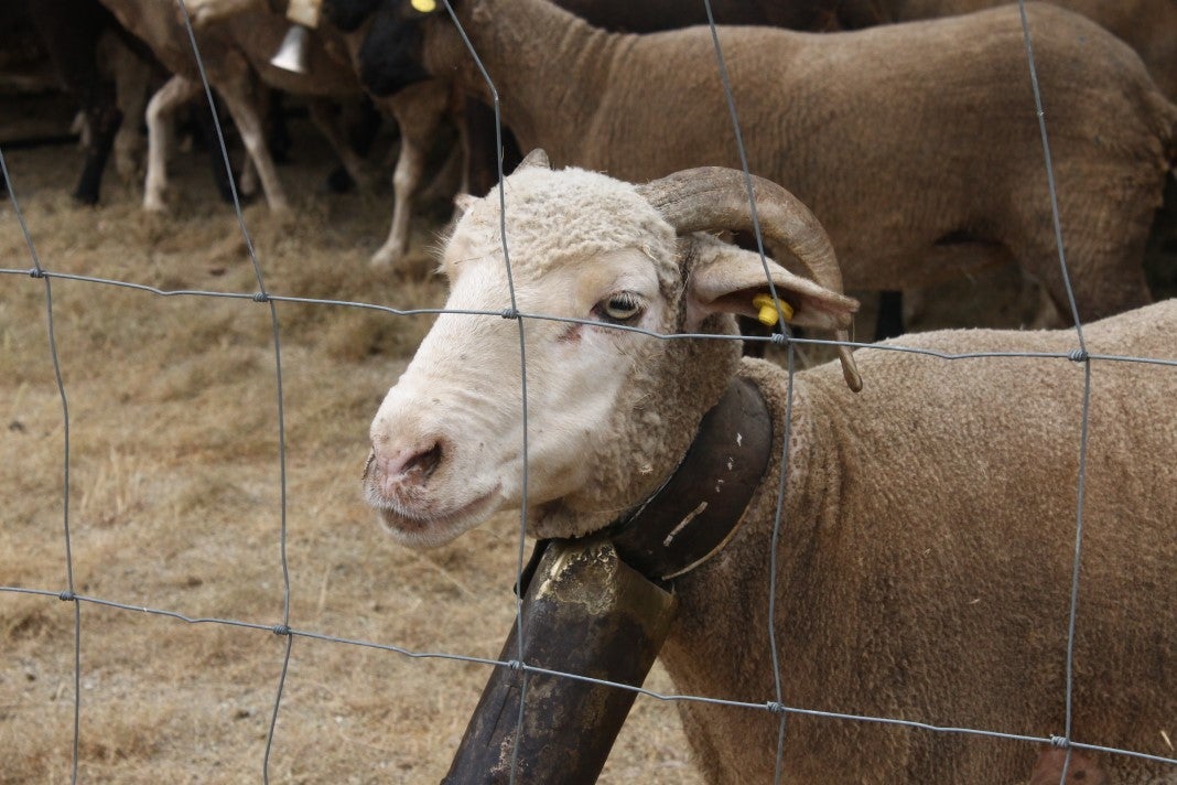 Fotos: XI 'Vive la Trashumancia' y III 'Feria del Queso Artesano' (V)