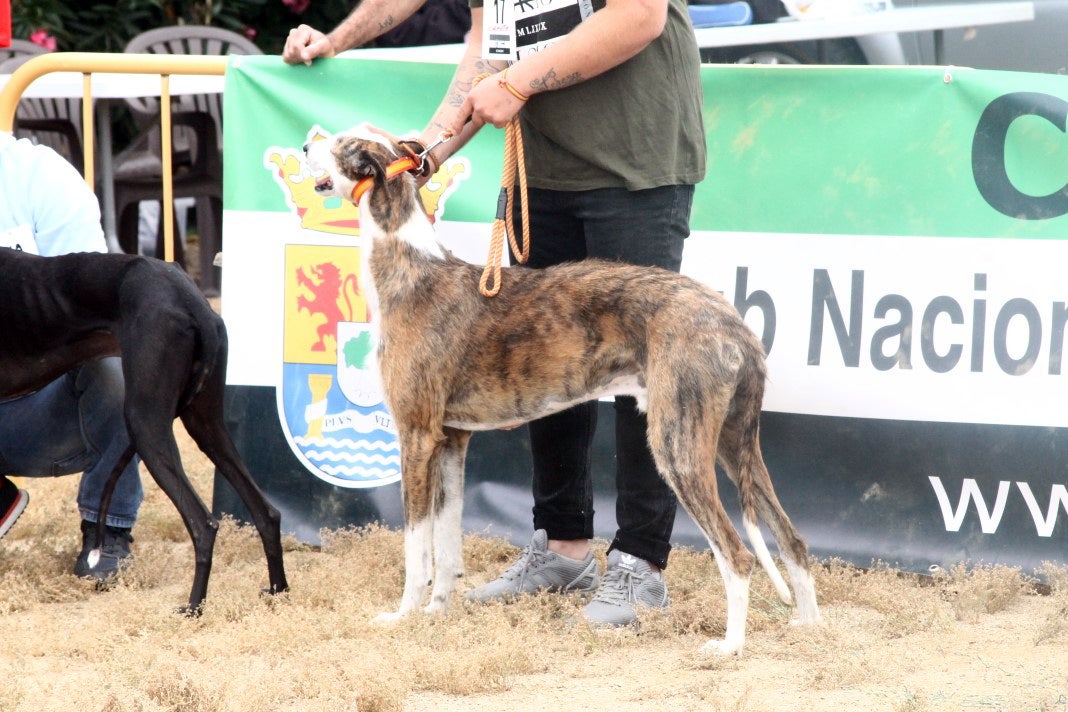 Fotos: XI 'Vive la Trashumancia' y III 'Feria del Queso Artesano' (V)