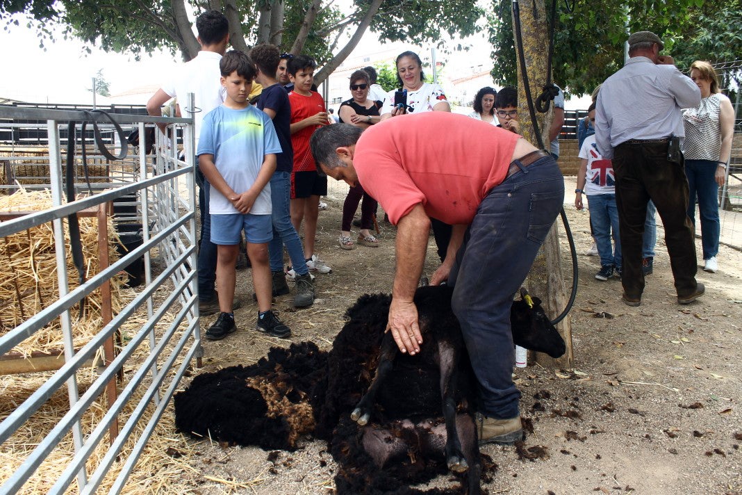 Fotos: XI 'Vive la Trashumancia' y III 'Feria del Queso Artesano' (V)