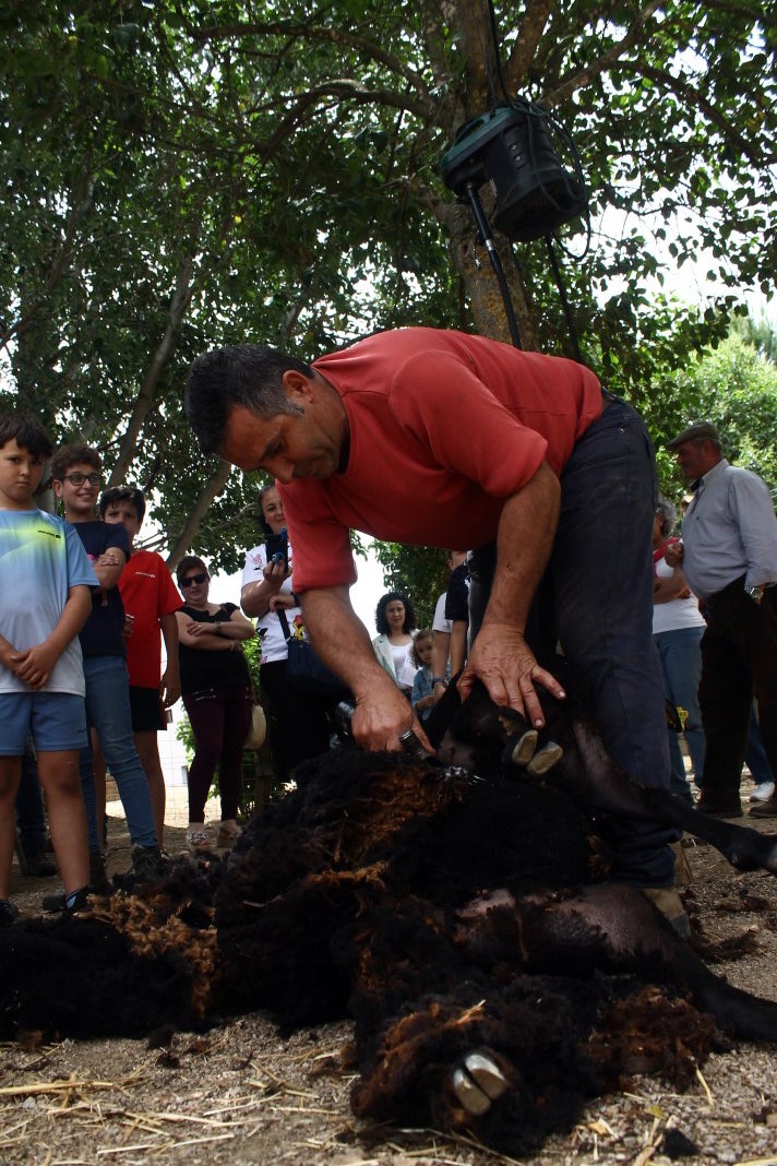 Fotos: XI 'Vive la Trashumancia' y III 'Feria del Queso Artesano' (V)