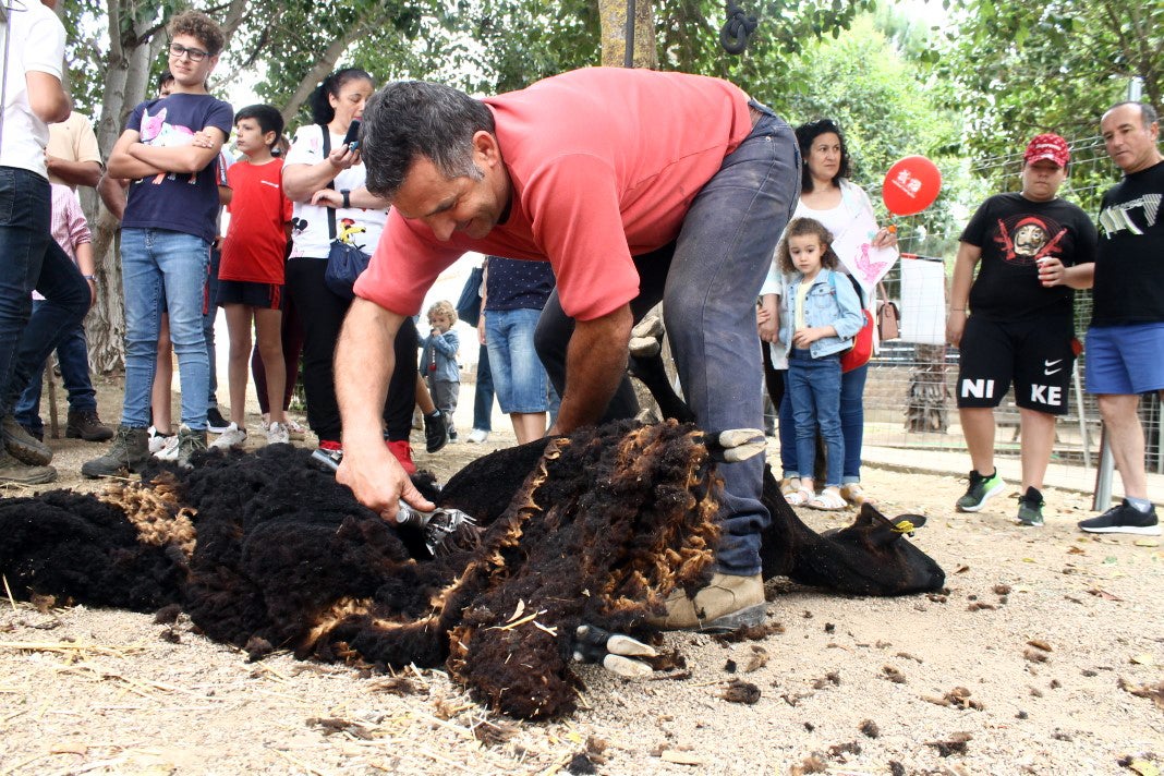 Fotos: XI 'Vive la Trashumancia' y III 'Feria del Queso Artesano' (V)