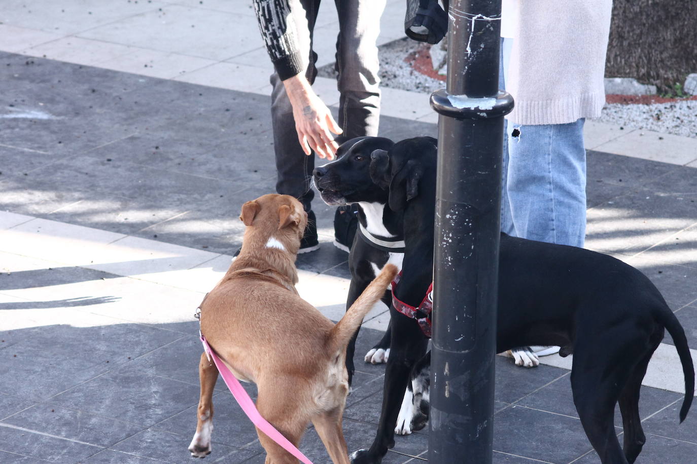 Fotos: III Desfile Canino