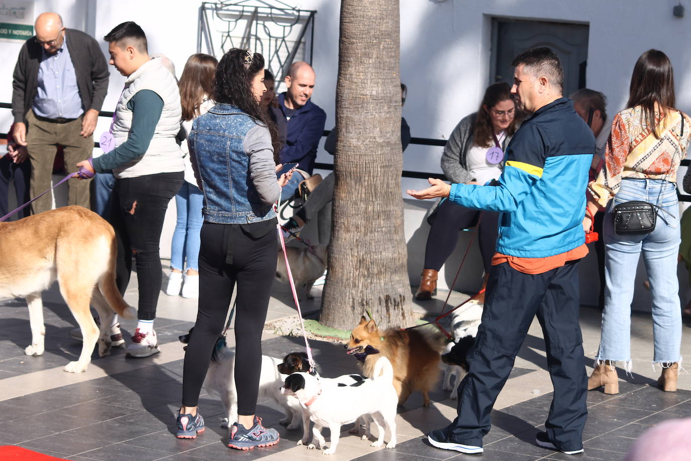 Fotos: III Desfile Canino