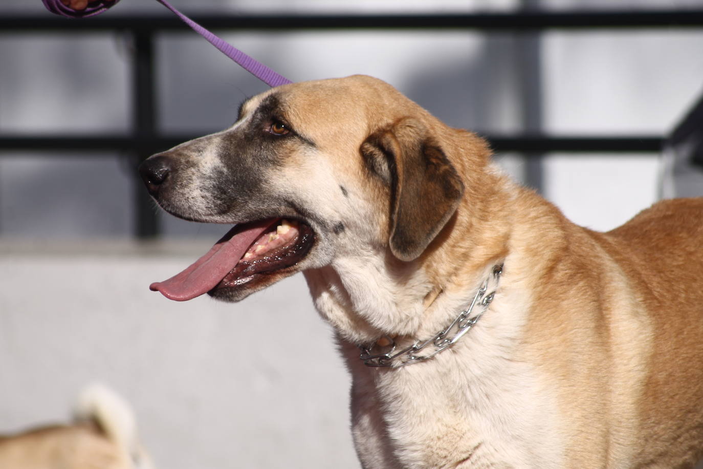 Fotos: III Desfile Canino