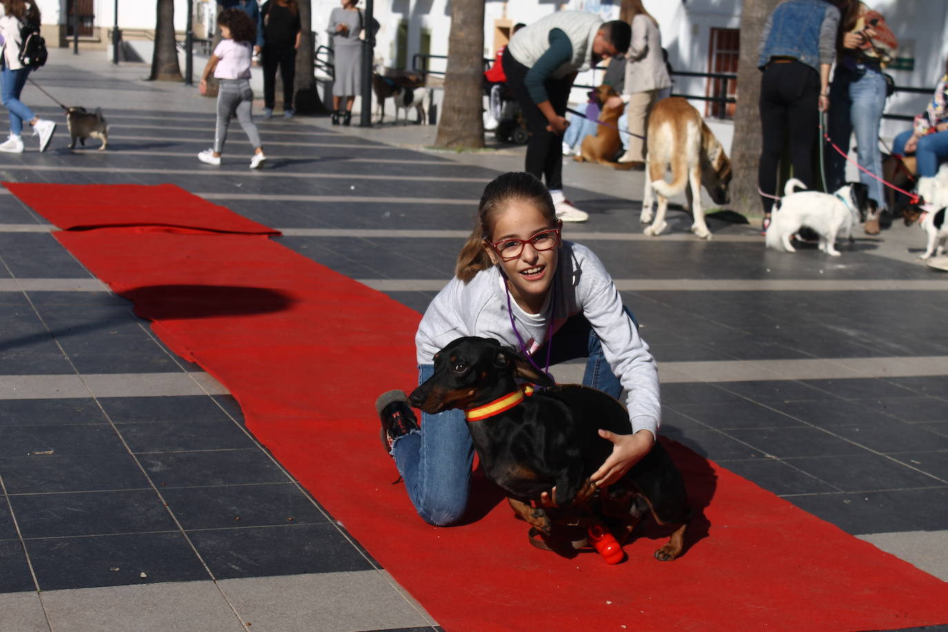 Fotos: III Desfile Canino