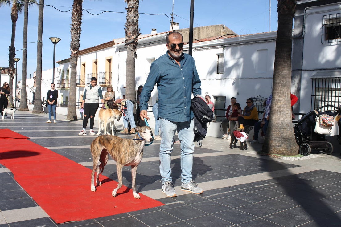 Fotos: III Desfile Canino
