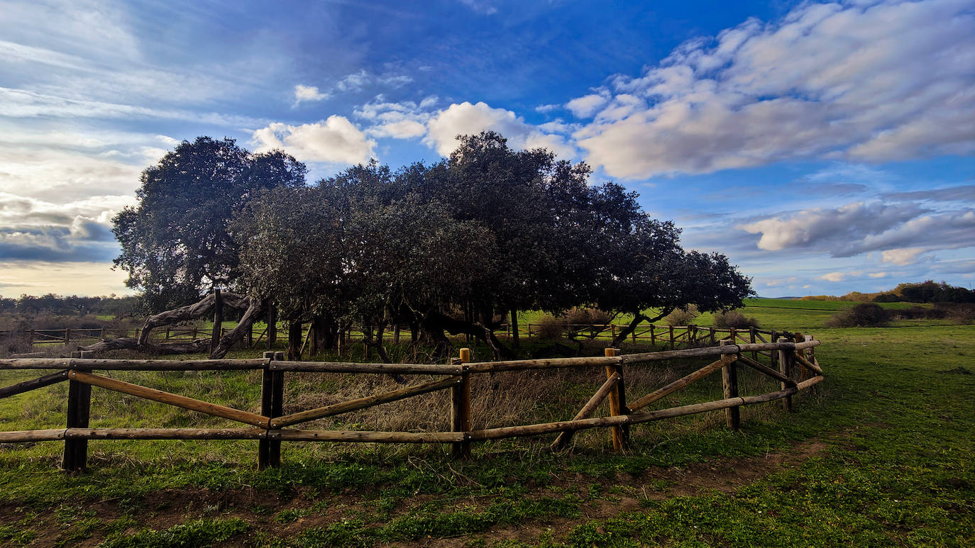 Encima Madre o Encina del Romo