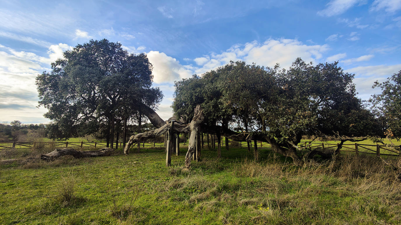 Encima Madre o Encina del Romo