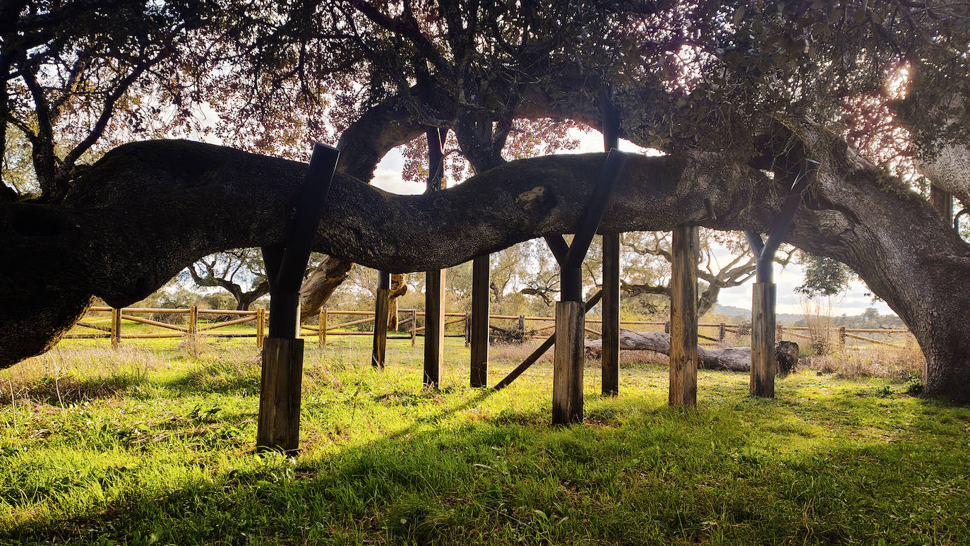 Encima Madre o Encina del Romo