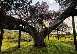 Espectacular tronco de la Encina Madre