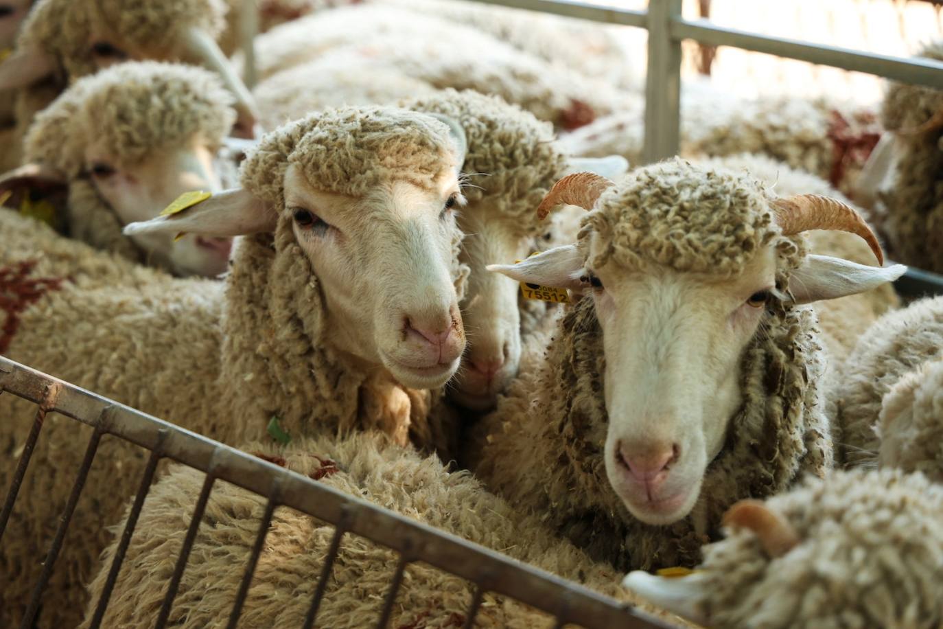 XII Vive la Trashumancia y IV Feria del Queso Artesano (I)