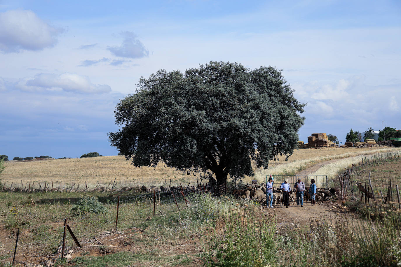XII Vive la Trashumancia y IV Feria del Queso Artesano (V)