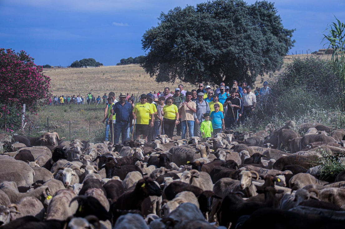 XII Vive la Trashumancia y IV Feria del Queso Artesano (V)