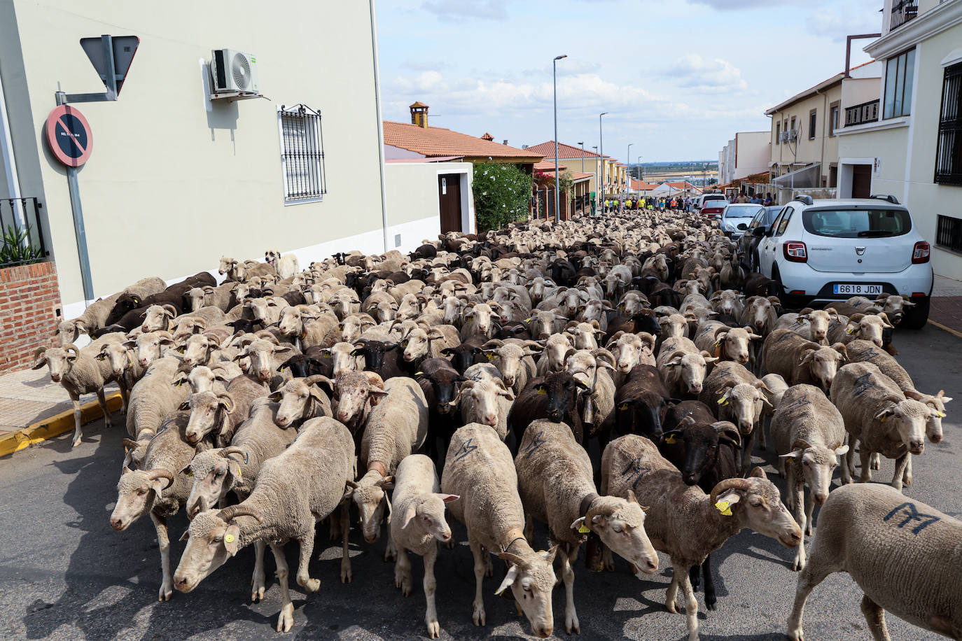 XII Vive la Trashumancia y IV Feria del Queso Artesano (V)