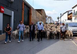 XII Vive la Trashumancia y IV Feria del Queso Artesano (V)