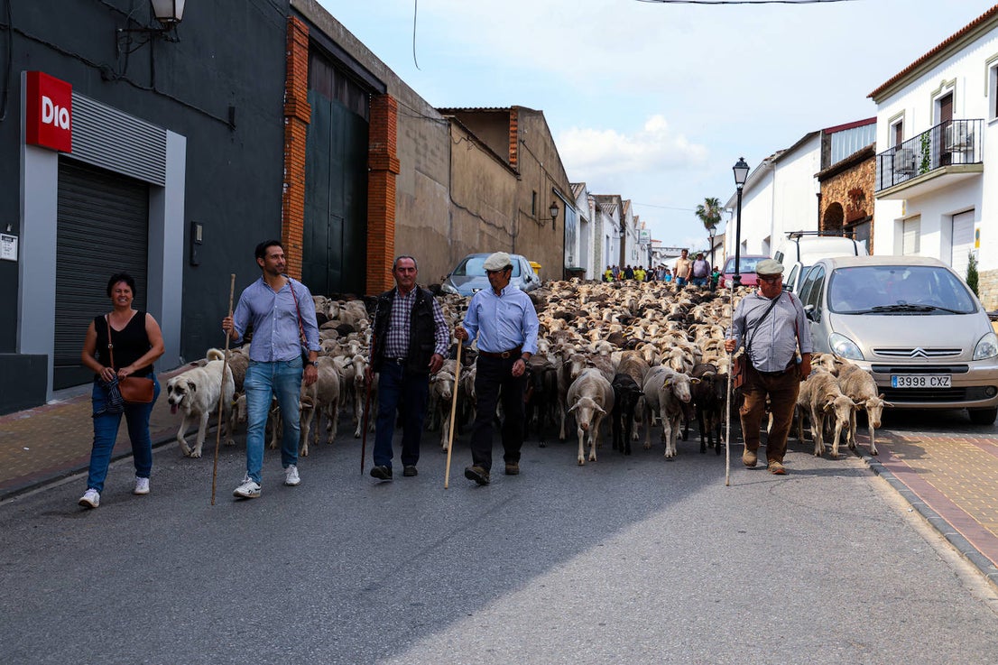 XII Vive la Trashumancia y IV Feria del Queso Artesano (V)