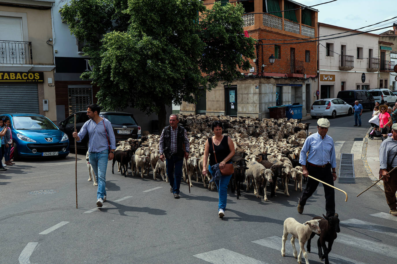 XII Vive la Trashumancia y IV Feria del Queso Artesano (V)