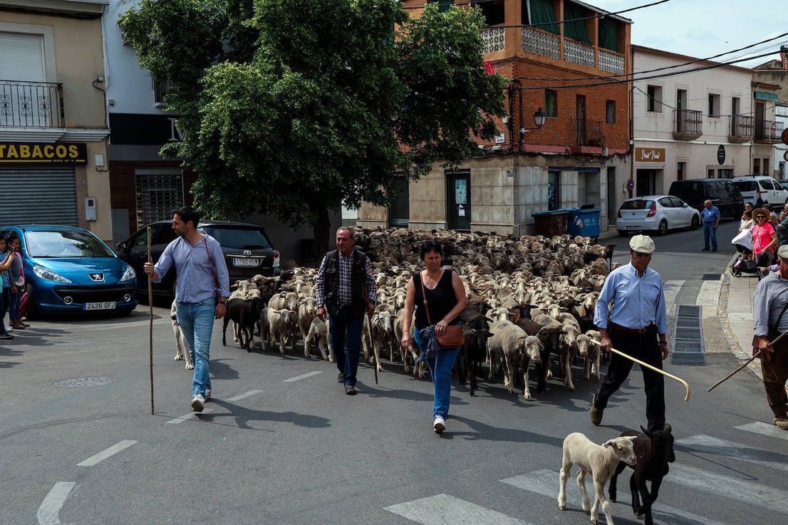 XII Vive la Trashumancia y IV Feria del Queso Artesano (V)