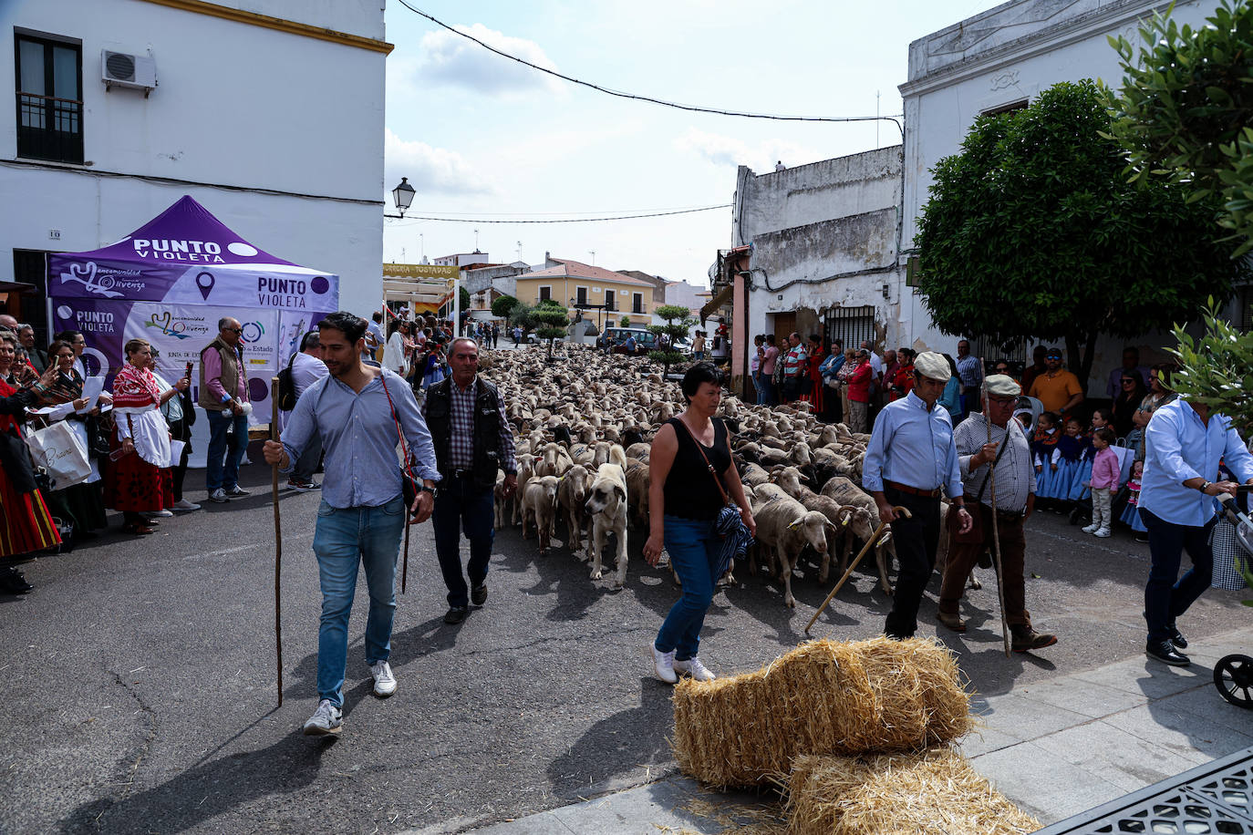 XII Vive la Trashumancia y IV Feria del Queso Artesano (V)