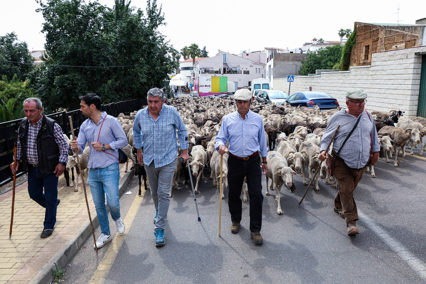 XII Vive la Trashumancia y IV Feria del Queso Artesano (V)