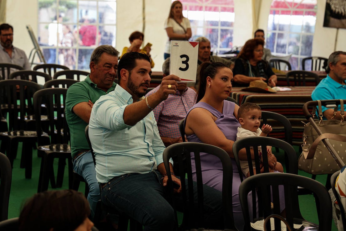 XII Vive la Trashumancia y IV Feria del Queso Artesano (VI)