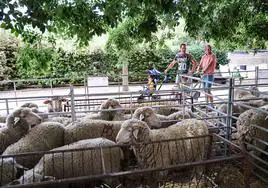 XII Vive la Trashumancia y IV Feria del Queso Artesano (III)