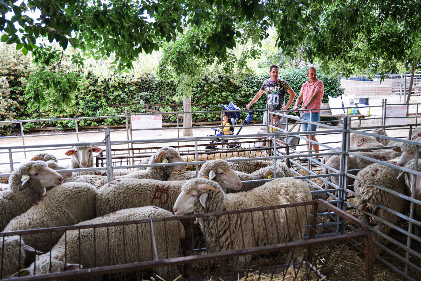 XII Vive la Trashumancia y IV Feria del Queso Artesano (III)