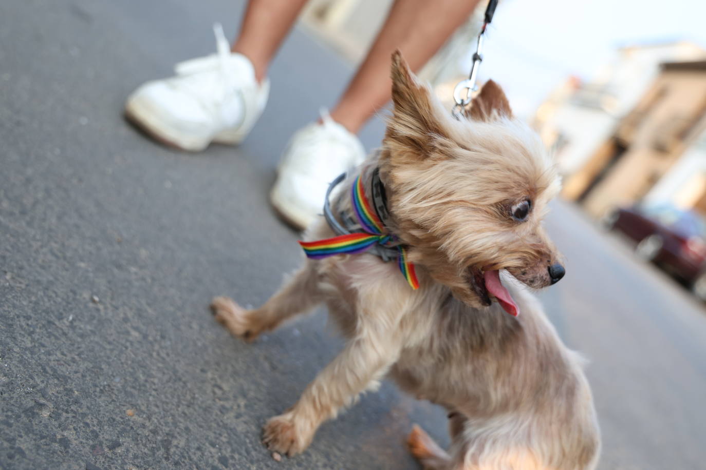 Día del Orgullo LGTBI