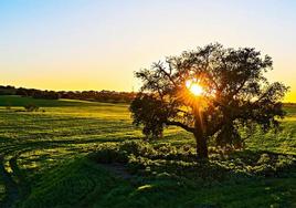 Atardecer en el parque