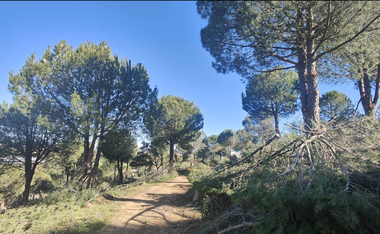 Cerro de los Mártires: Se realizan trabajos de poda en los pinos y encinas del Cerro de los Mártires