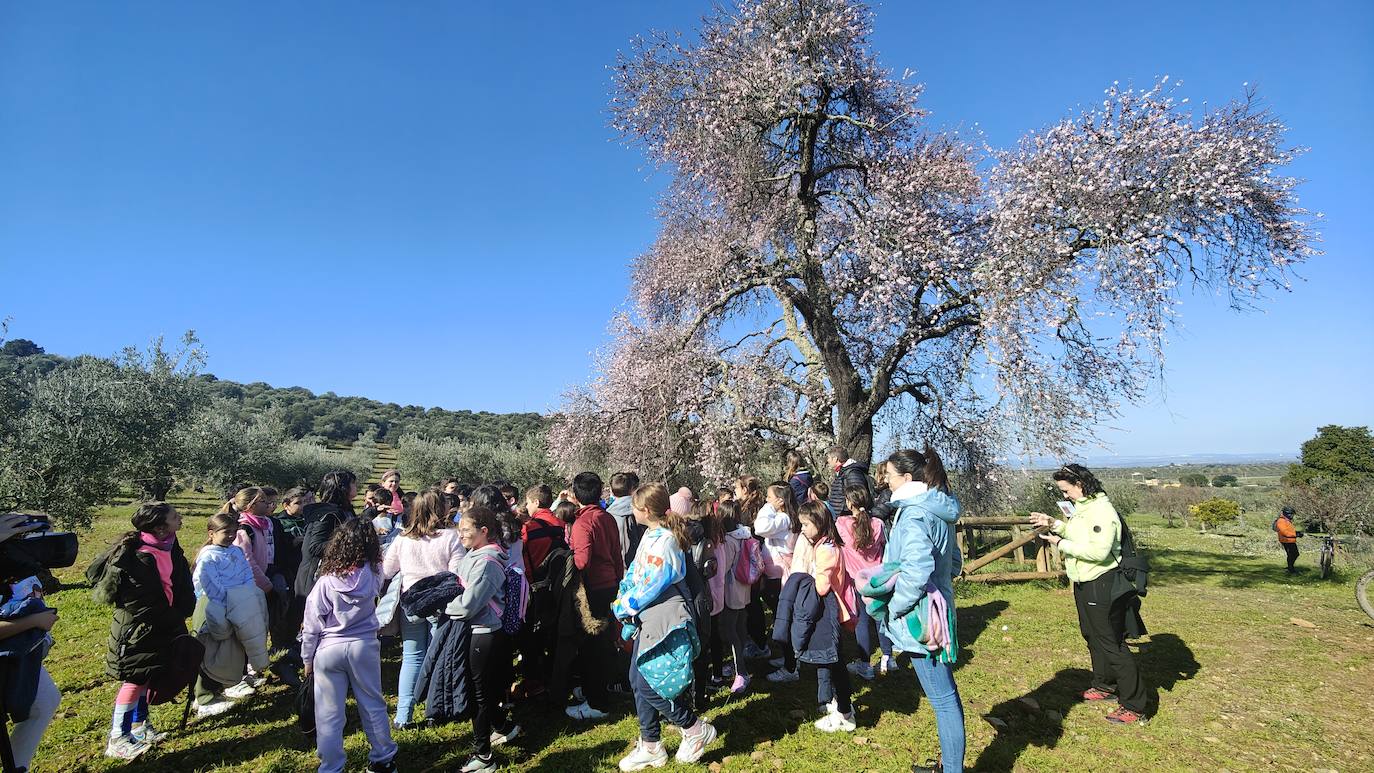 Fotos: Almendro Real (I)