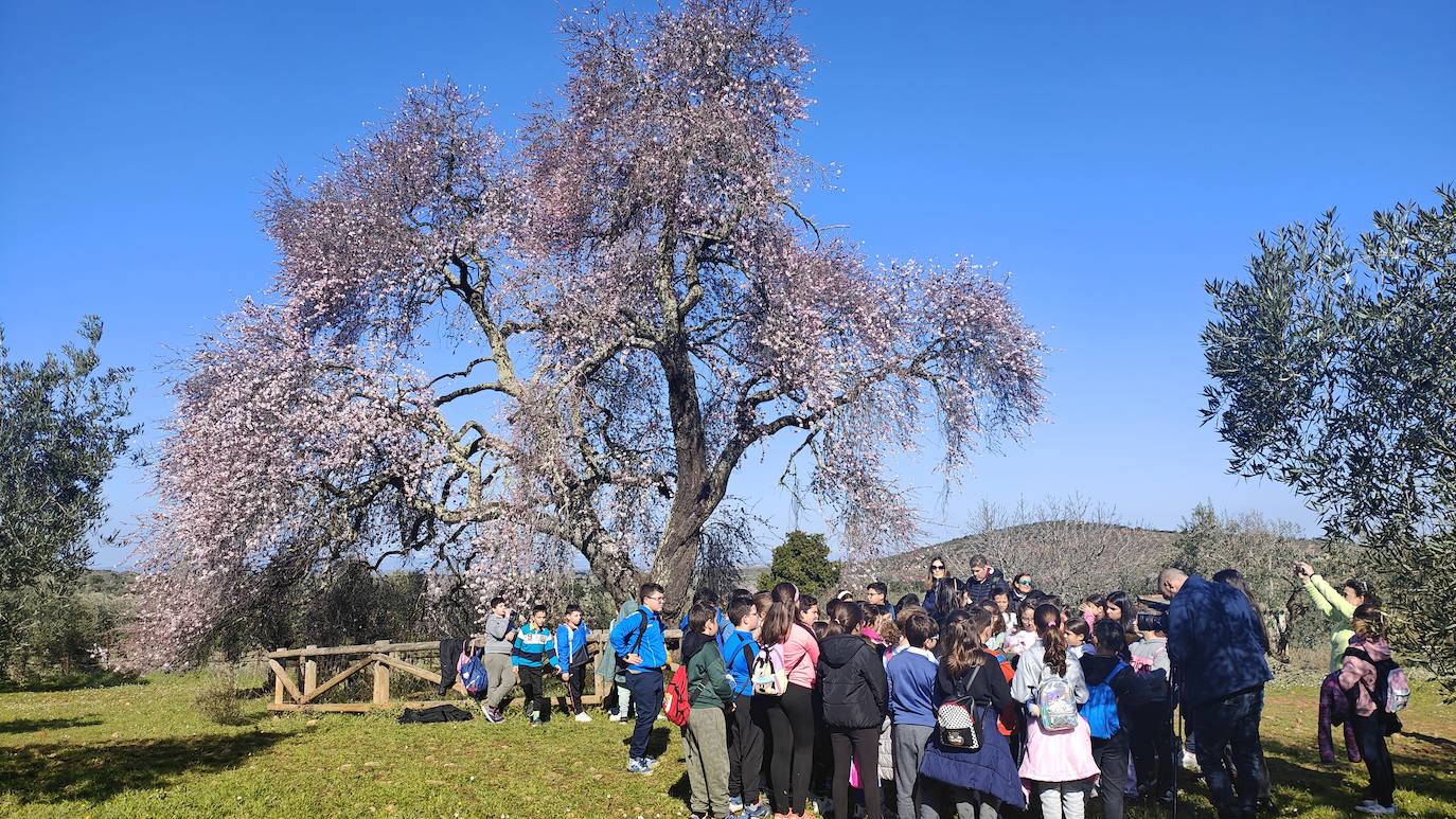 Fotos: Almendro Real (I)