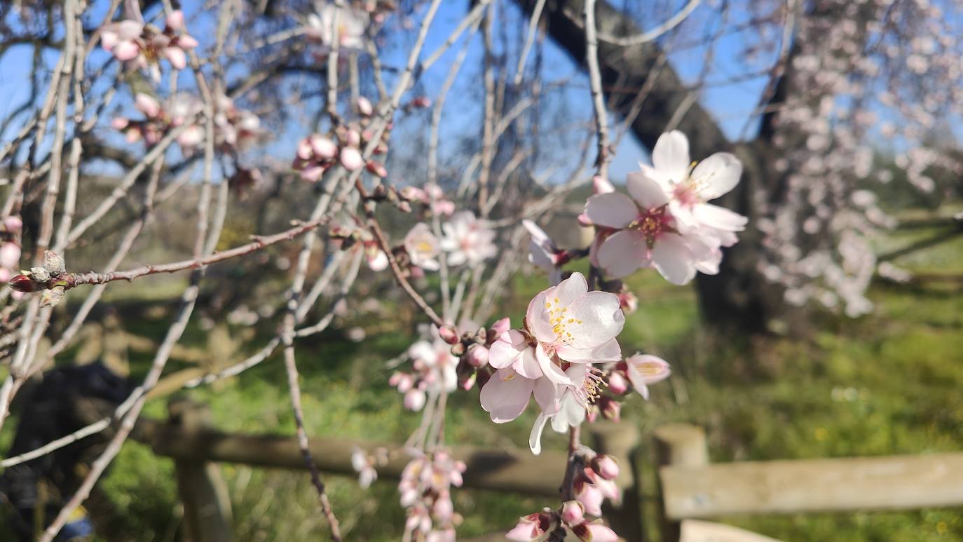 Fotos: Almendro Real (I)