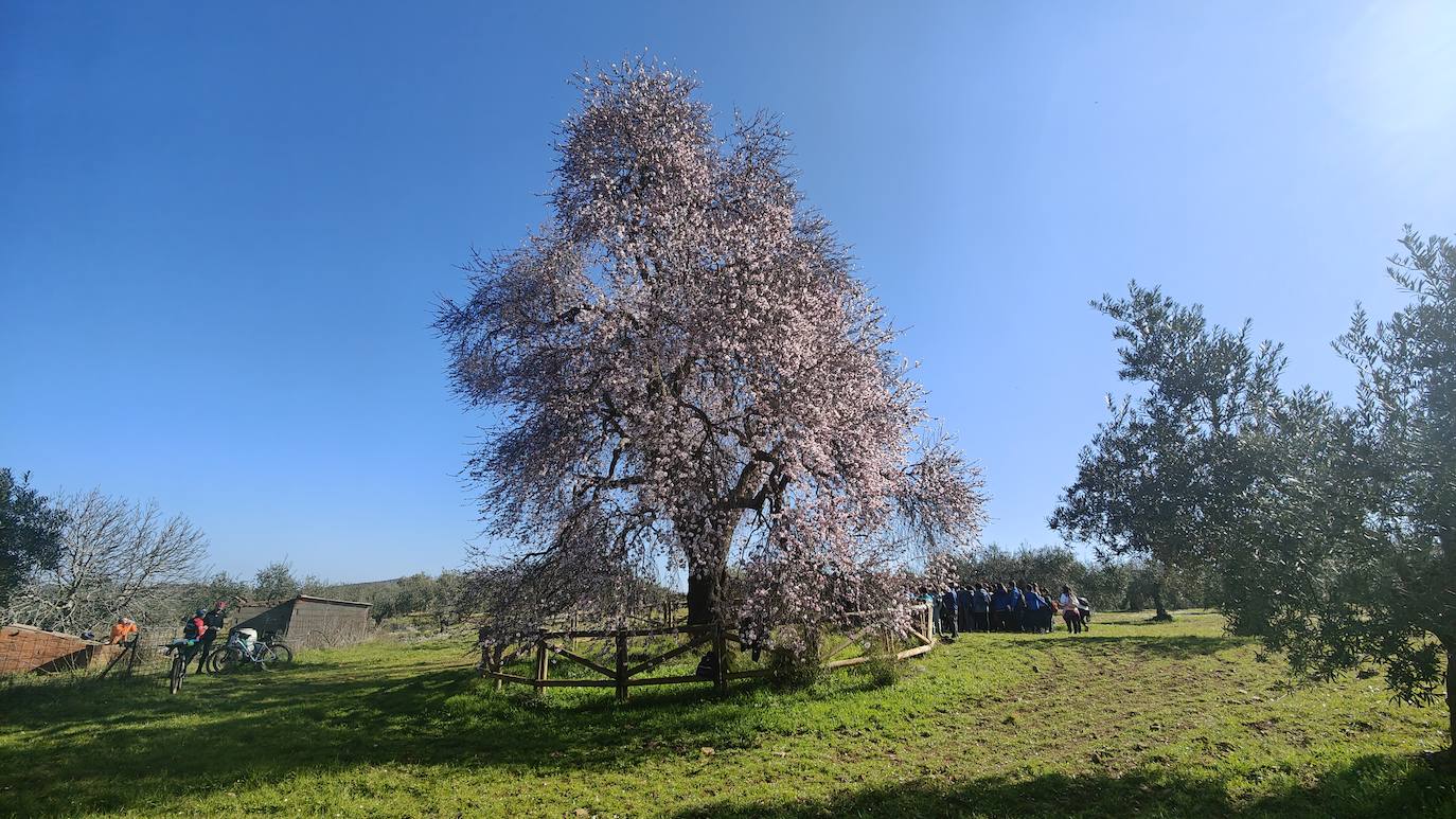 Fotos: Almendro Real (I)