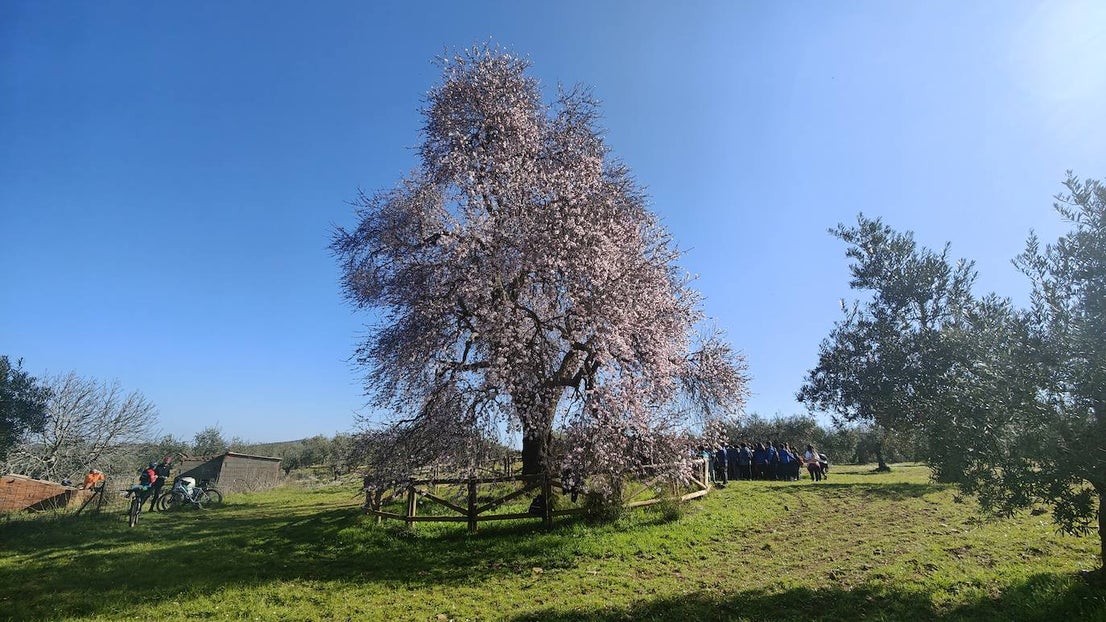 Fotos: Almendro Real (I)