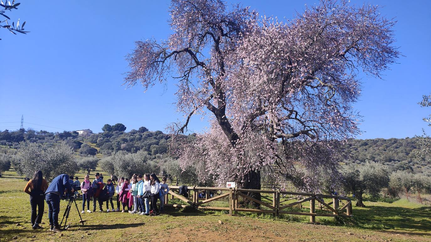 Fotos: Almendro Real (I)