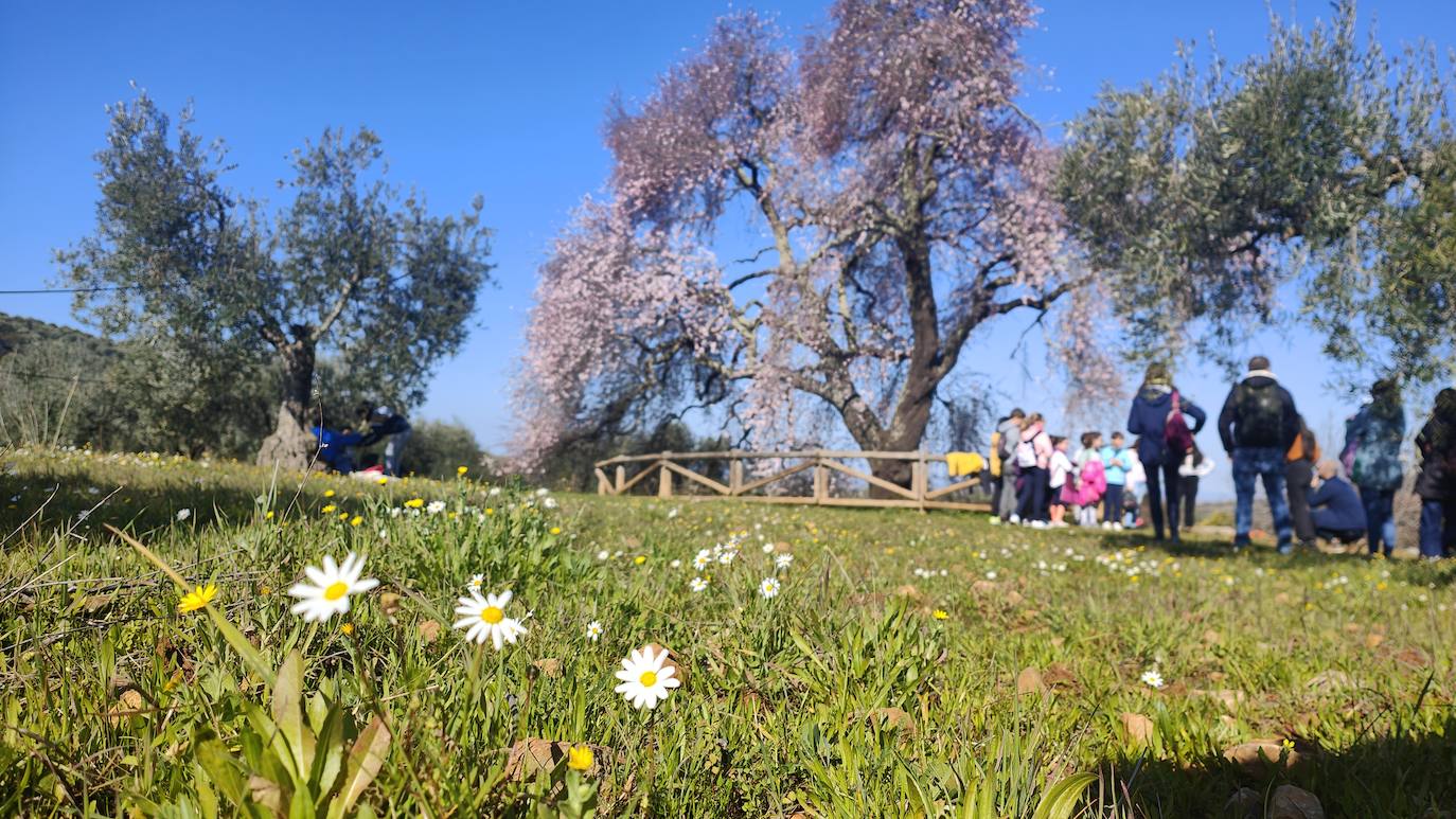 Fotos: Almendro Real (I)