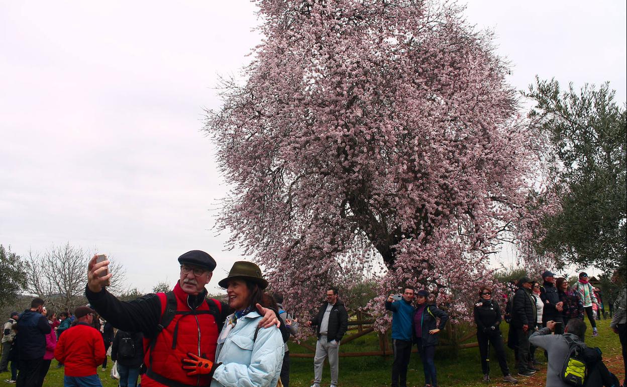 Los visitantes se fotografían junto al Almendro Real